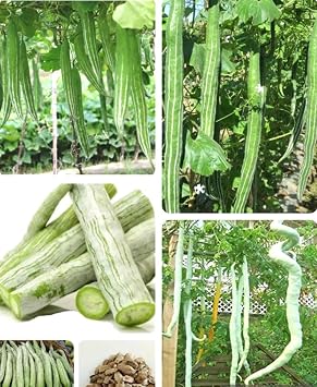 5PCS Snake Gourd Seeds Trichosanthes Cucumerina Lagenaria Sicerari Seeds Heirloom