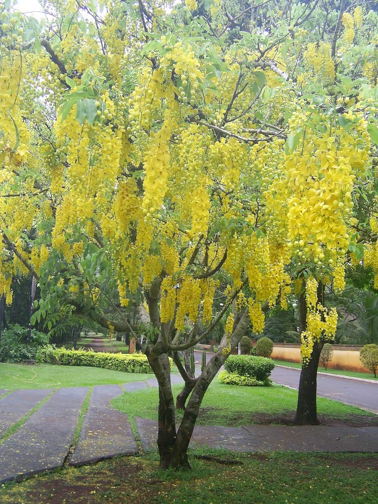 Green Paradise Cassia Fistula Live Plant Garmalo Tree Yellow Flowering Tree Live Sapling PLant In A Poly bag (B08GPQLHGG) Amazon Price History, Amazon Price Tracker