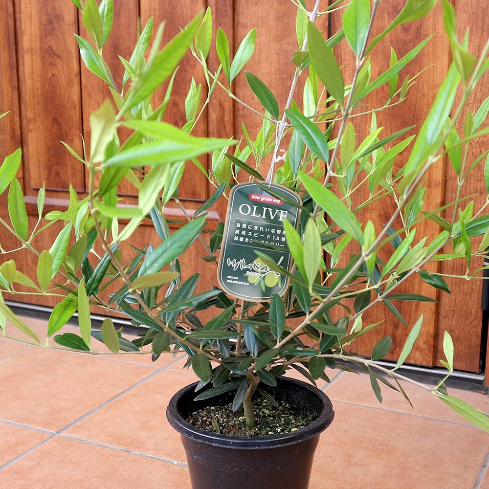 国際ブランド オリーブ ひなかぜ 特大苗 樹形綺麗 グングン成長中 100cm超 鉢ごと発送 人気第1位 Www Poker10la Com