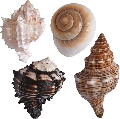4 conchas de cangrejo ermitaño, apertura de tamaño ML, conchas de cangrejo ermitaño de 1.1-1.9 pulgadas, caracola de mar natural, conchas turbo para