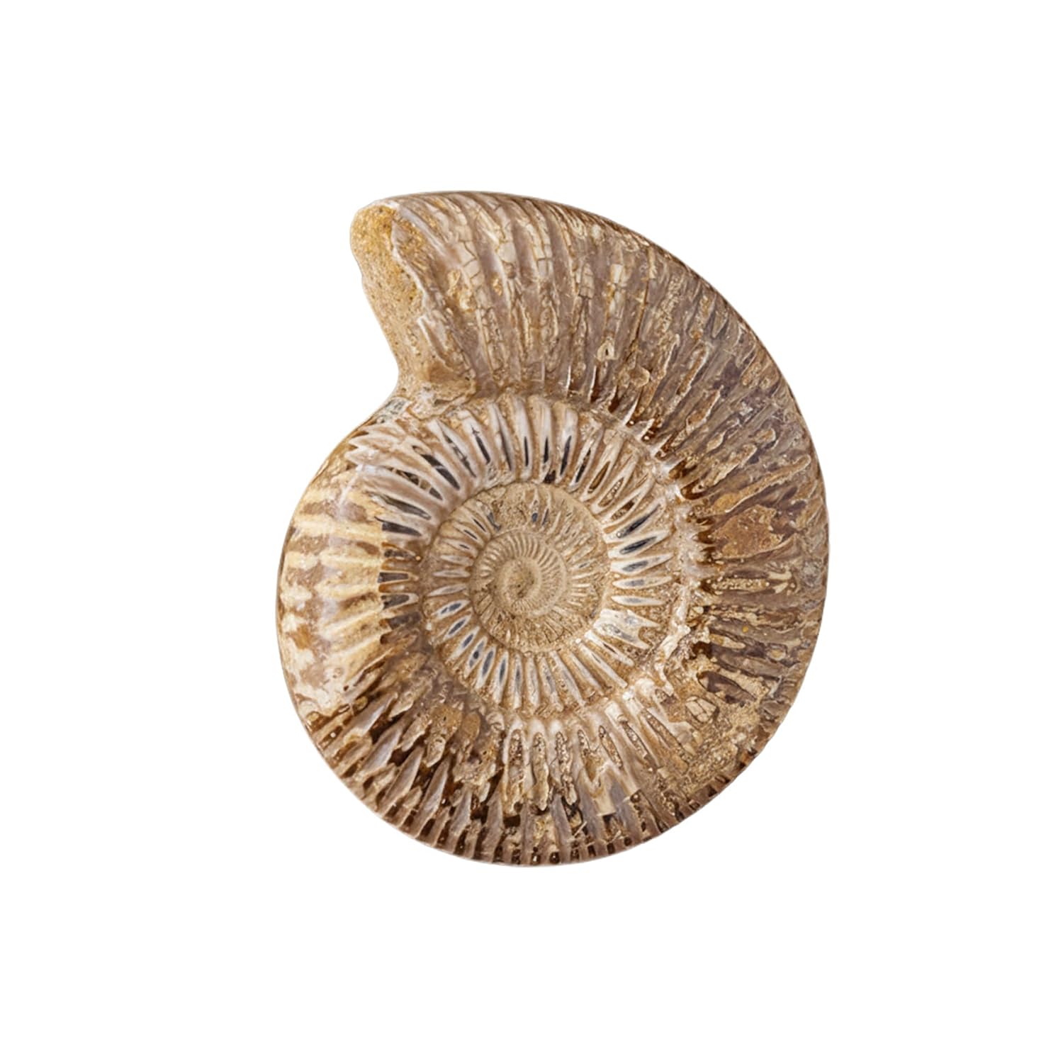 Natural Ammonites Fossil Raw Gemstone from Madagascar 150G-200G, Raw Shell Specimen Madagascar Ammonite Rough Stones for Decor Shell Fossil