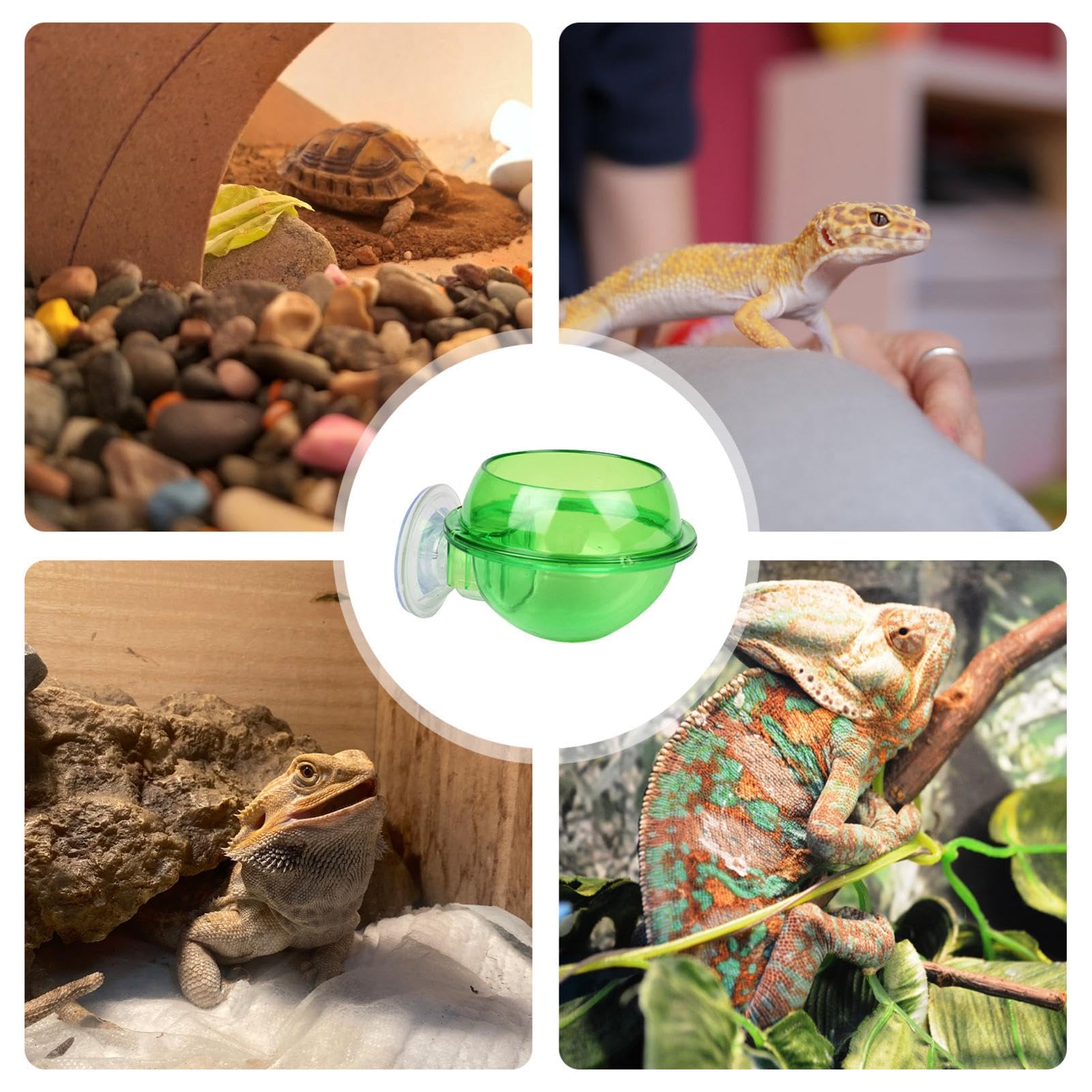 Amazon | 爬虫類吸盤フィーダー、カメレオン給餌ボウル | Gecko