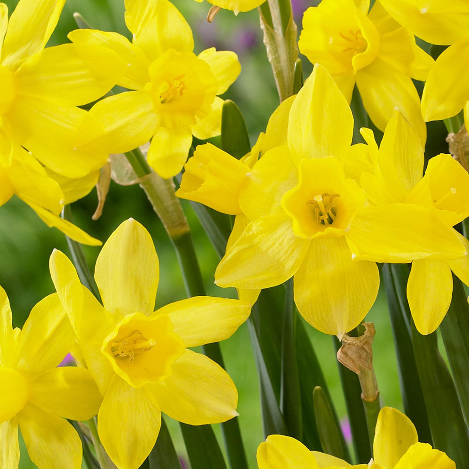 Carbeth Plants - 25 x Daffodil Yellow Sailboat Spring Bulbs