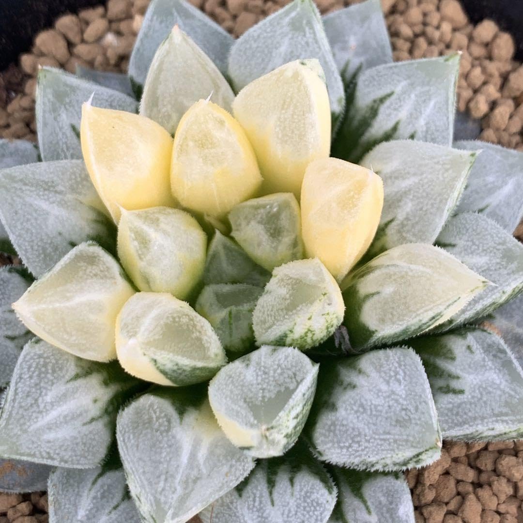 多肉植物 ハオルチア ラブハート錦 糊斑 Yahoo!オークション -「ラブハート」(サボテン) (観葉植物)の