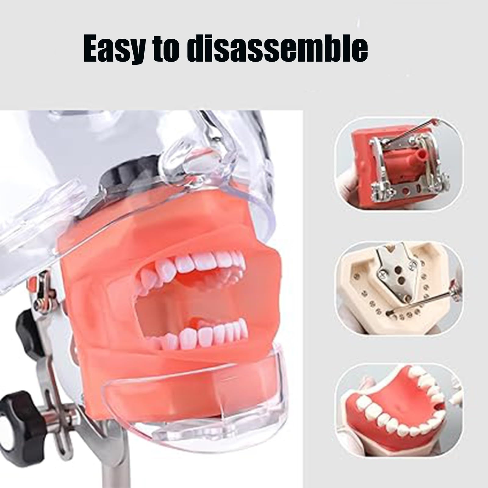 Dentalsimulator, Manikin-Kopf, Lehrmodell, 360° drehbar, Dentalmodell für Zahnmedizin und Zahntechnik A