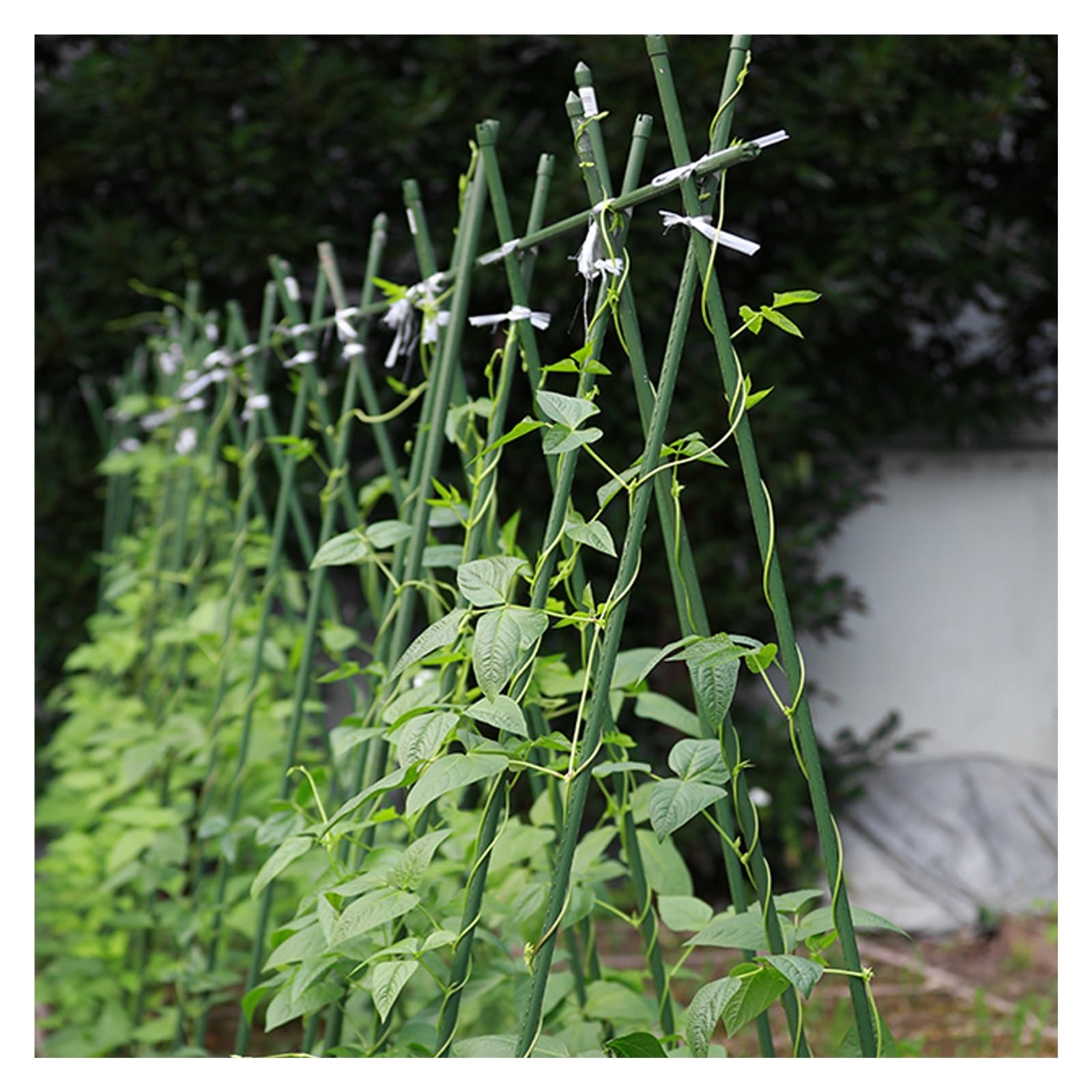 Pllieay 20 Varillas De Coco Para Plantas De 42 Cm - Soportes Para Tomates Y Trepadoras Con 10 Conectores (Diámetro 11 Mm)