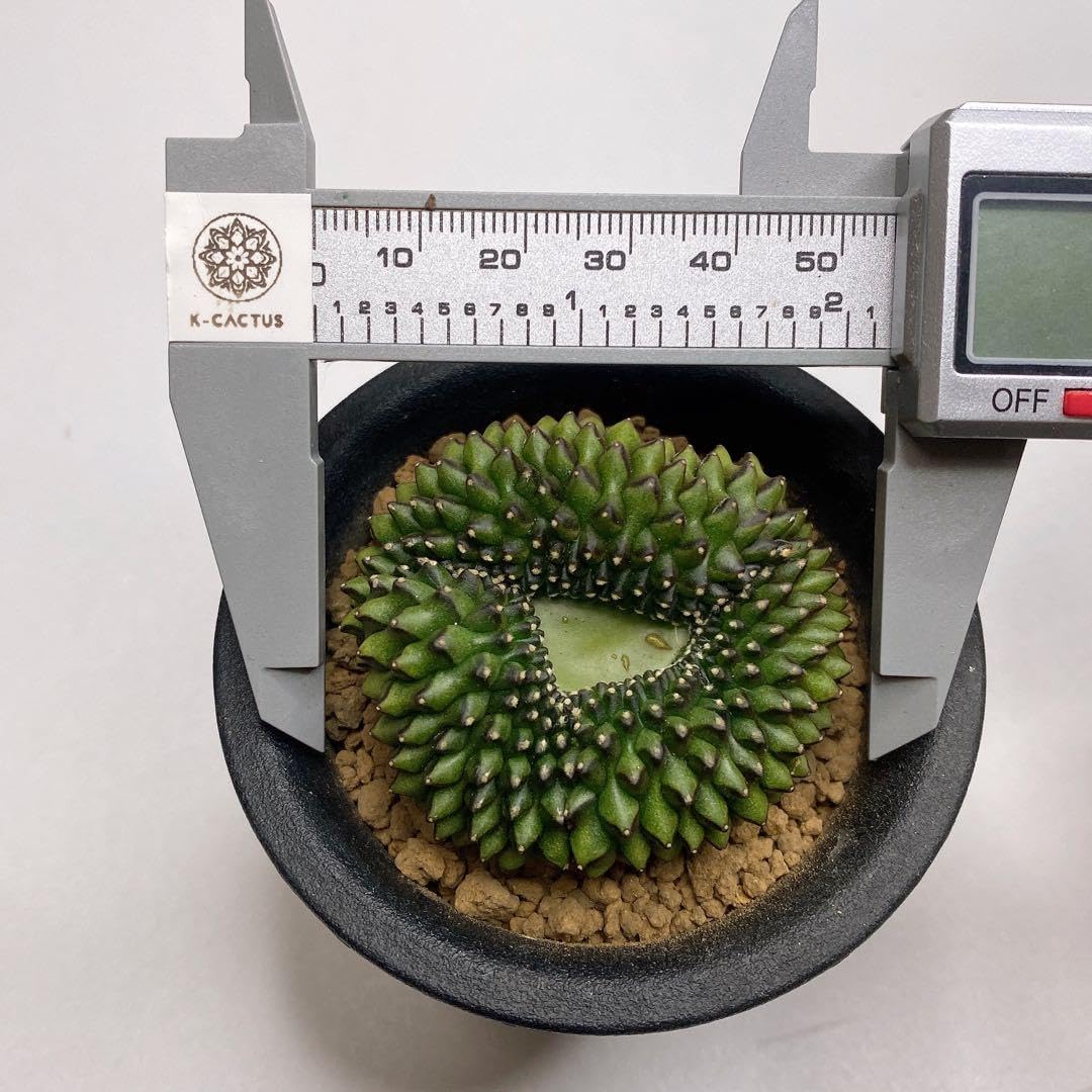 Amazon.co.jp: レア多肉植物 サボテン ギムノカリキウムトゲ無し牡丹玉
