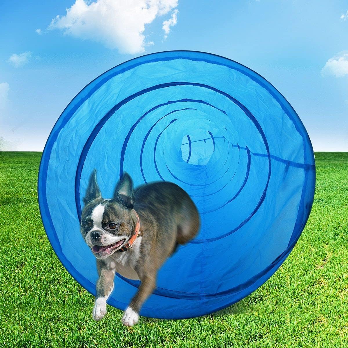Where To Get Dog Agility Equipment (2025 Update 5.5M Dog Agility Tunnel