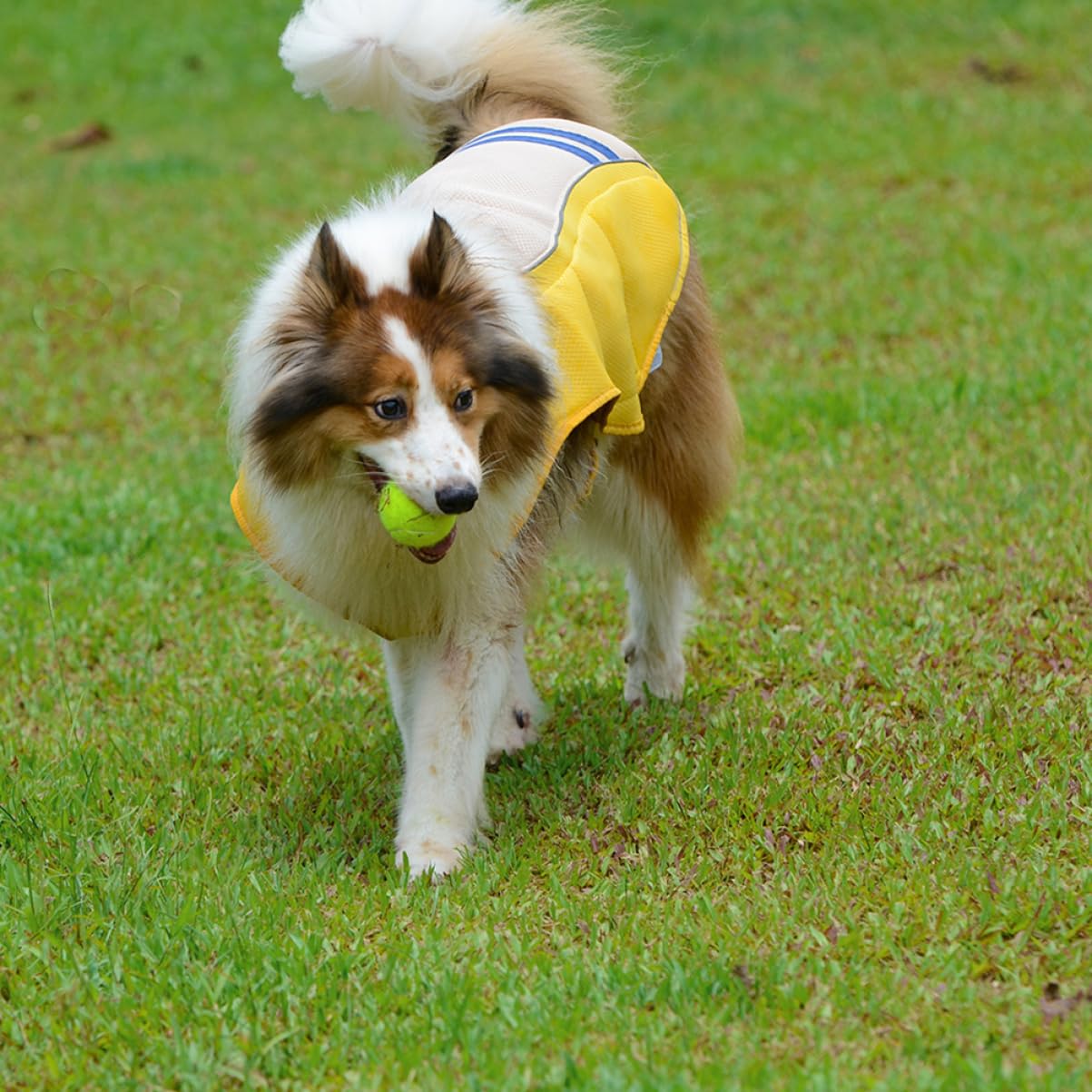 Gilet Rafraîchissant pour Chien Jaune XS en Polyester | Vêtement D’extérieur, Ultra Respirant et Lavable, Coupe Adaptée aux Tailles Xs à Xl