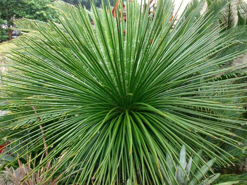 Amazon｜【種子】Agave Geminiflora◇アガベ・ジェミニフローラ