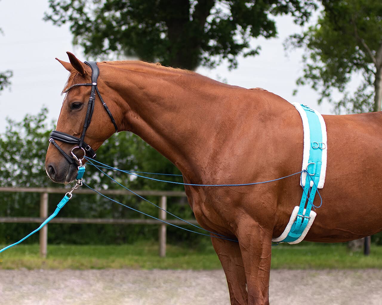 QHP Lunging Surcingle Ontario in Size: Shetland (EU). - Blu - Shetland