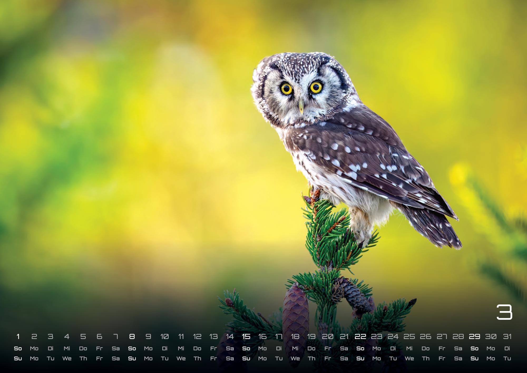 Eulen - Wächter der Nacht - 2026 - Kalender DIN A2: Der Wandkalender mit den schönsten Eulen-Motiven für das Jahr 2026 im extragroßen Format DIN A2 (ca. 60 x 42 cm)!