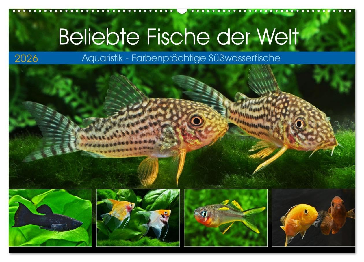 Beliebte Fische der Welt (Wandkalender 2026 DIN A2 quer), CALVENDO Monatskalender: Aquaristik - Farbenprächtige Süßwasserfische