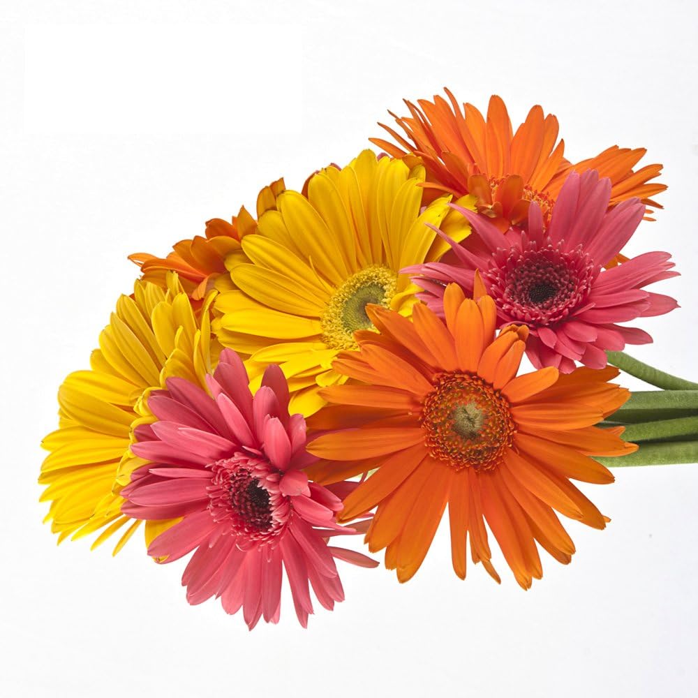 70 Fresh Cut Assorted Gerberas Fresh Flowers Ideal for