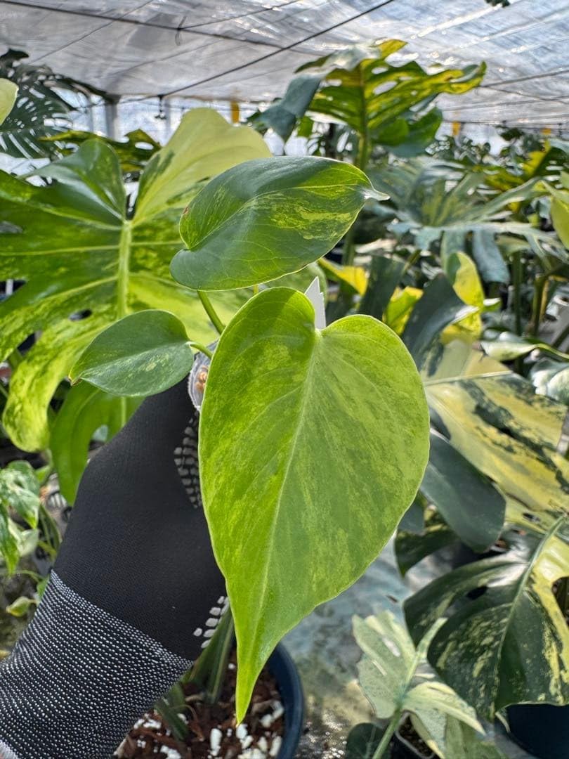 U3モンステラ イ ーマリリン 黄斑入り 2寸ポリポット ネコポス