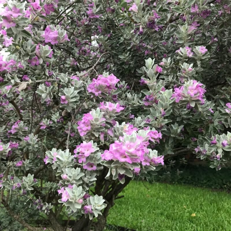 3 Outdoor Sage Salvia Live Plants, Salvia Bushes Size 4 to 8 Inches in Tall, No Pot (Texas Sage)