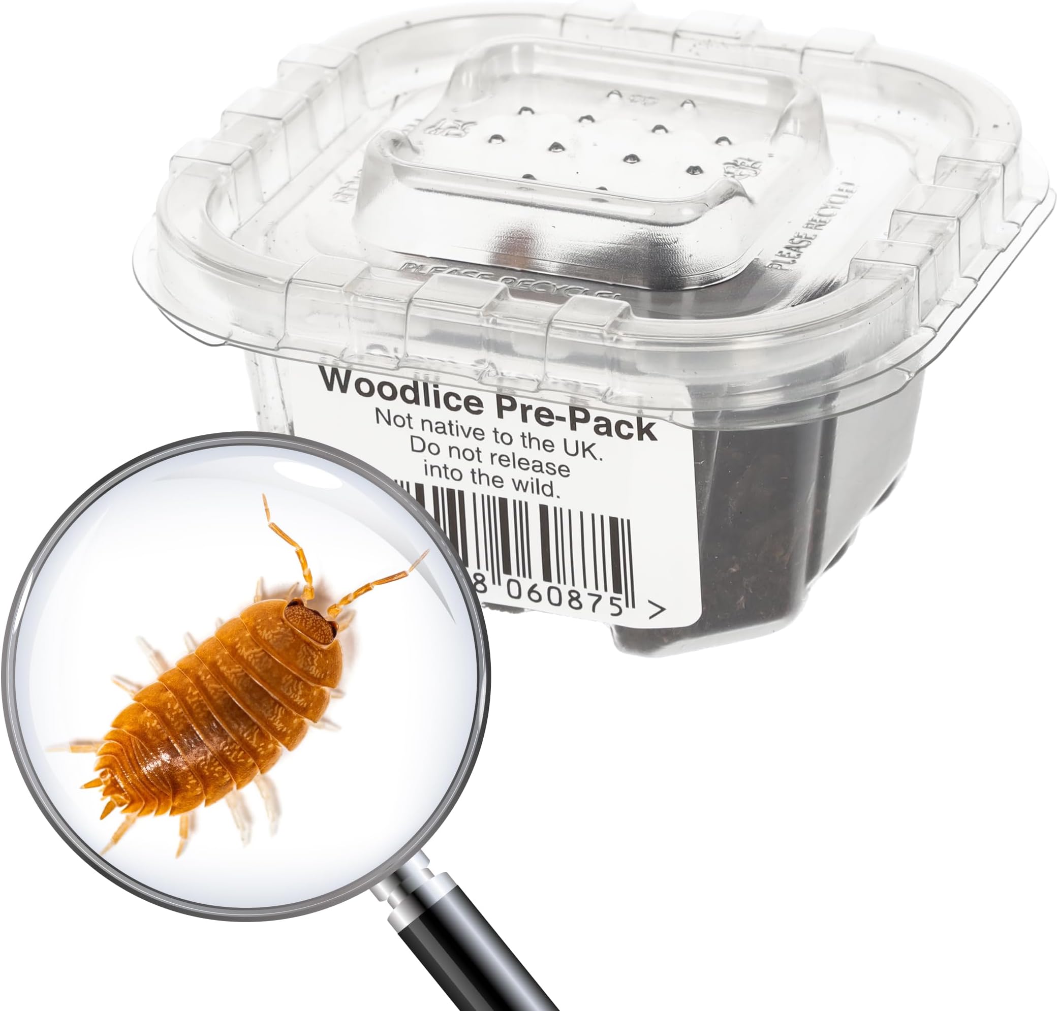 Live Giant Orange Woodlice Isopods (18mm) - Livefood for Small Reptiles and Amphibians and for Bioactive Set Ups
