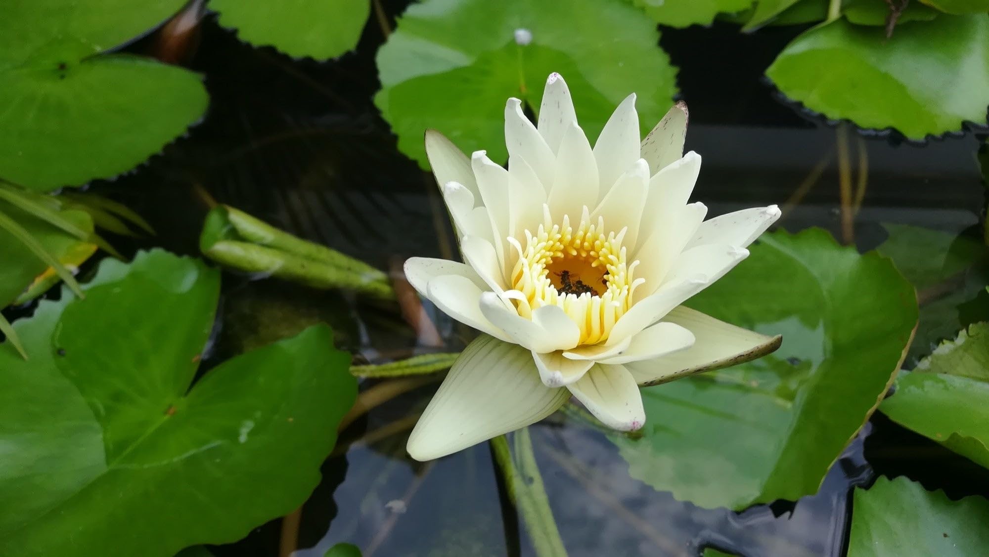 Lincolnshire Pond Plants Ltd - Albatross Water Lily - Pond Plants - MW01-Loose Root