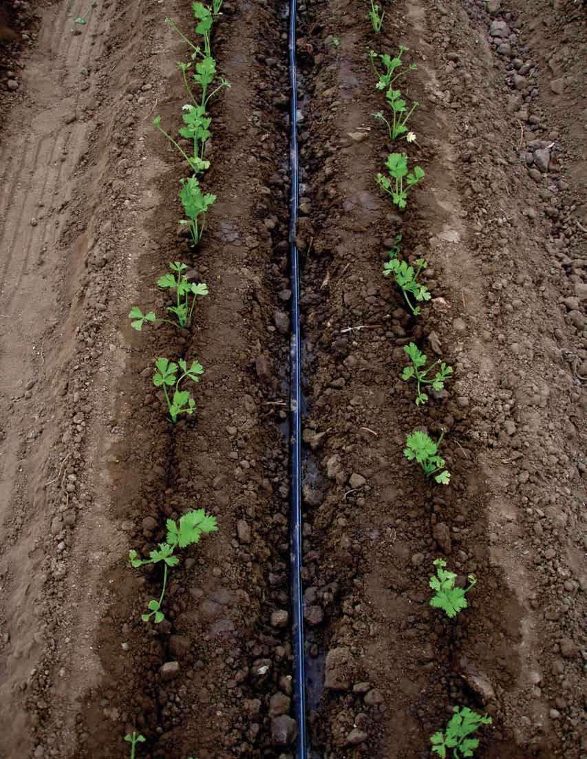 5/8" Drip Tape 4" Spacing 15mil 1000ft Roll 0.13 GPH Aqua-Traxx Azul