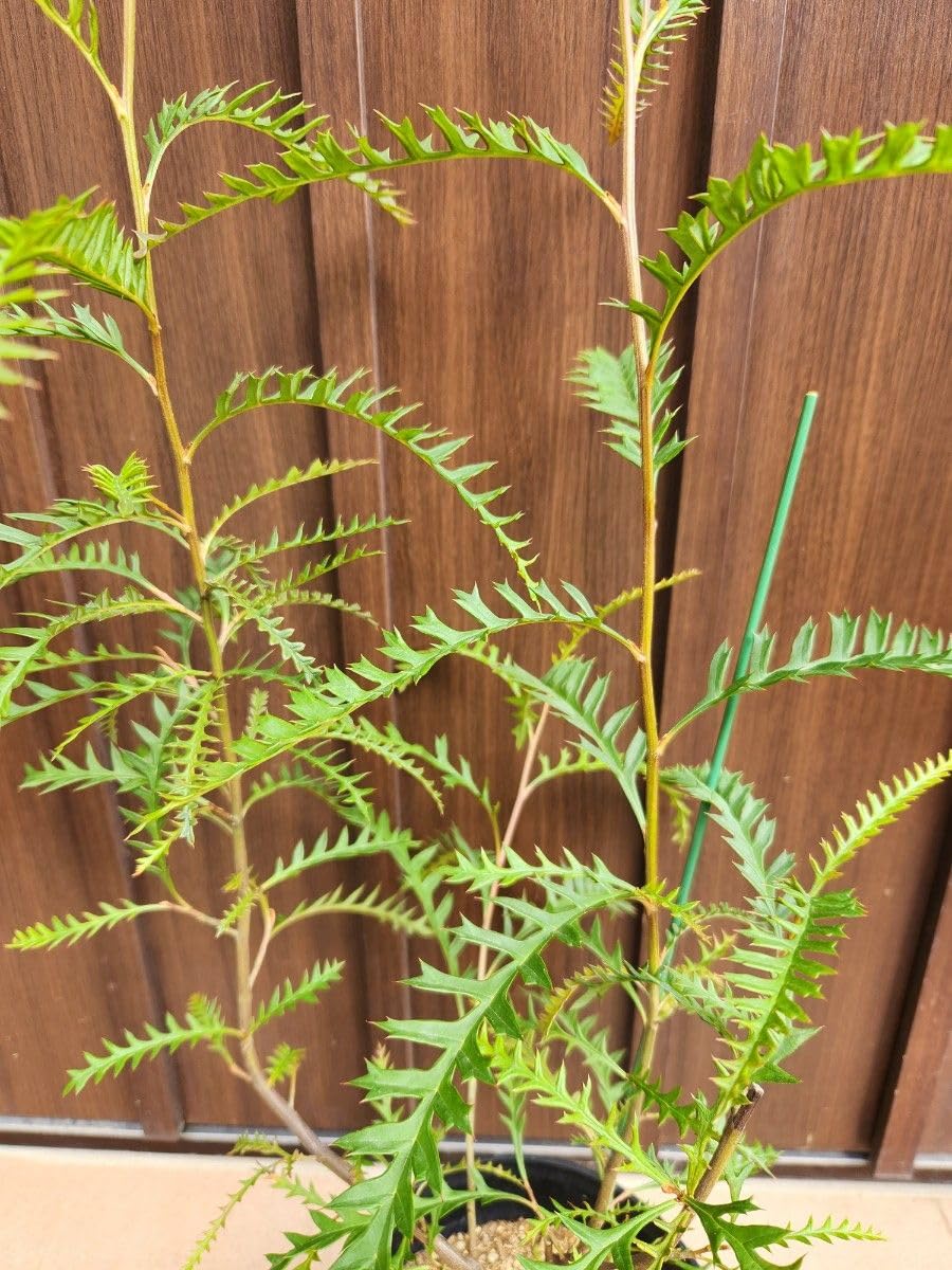 グレビレア レッドフックス 鉢植え 苗 オージープランツ レア