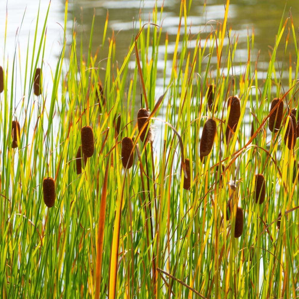 Typha laxmannii Bulrush Plant 9cm Pot x 1 - Elegant Pond Plant with Attractive Summer Blooms and Winter Seed Heads - Less Vigorous for Medium to Large Ponds - Thompson & Morgan