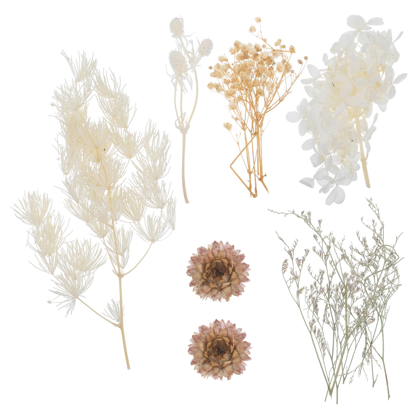 STOBAZA 5sätze Dried Pressed Flowers Für Resin Craft Echte Trockenblumen Für Kerzenherstellung Handyhüllen Karten Und Mehr Leicht Und Pflegeleicht Für Kreative Projekte