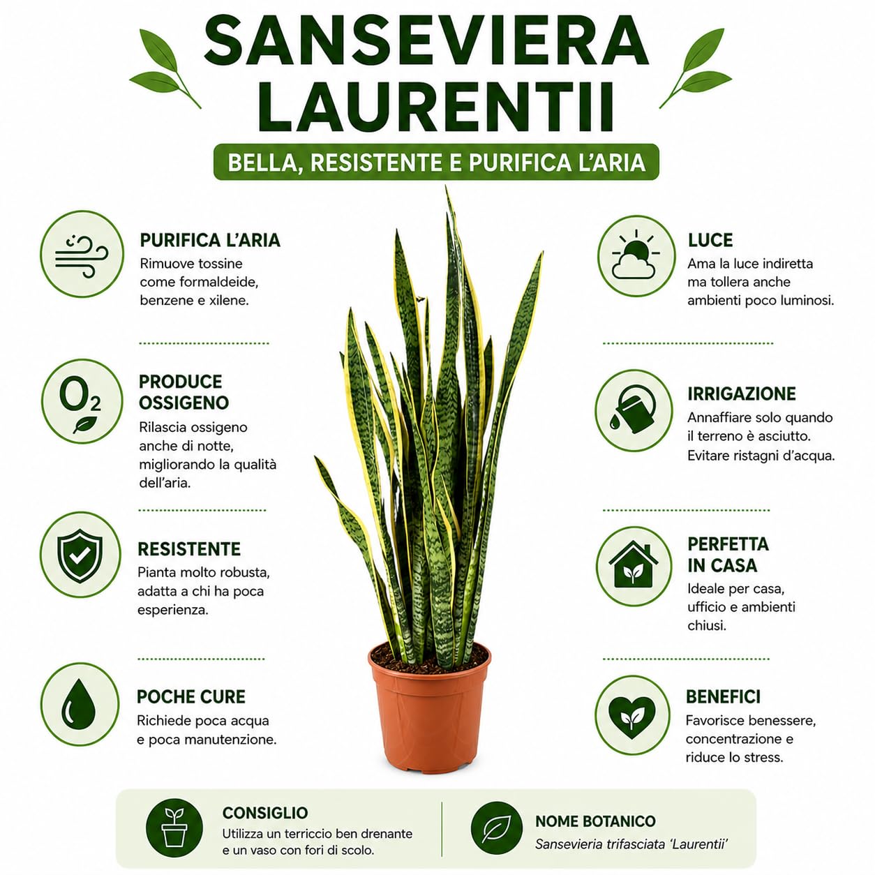 Sansevieria Laurentii Extra Altezza 120 cm - Pianta VERA Unica nel Suo Genere con vaso da 24 cm di diametro - Foglie con Bordi Dorati - Decorazione d'Interni d'Impatto.