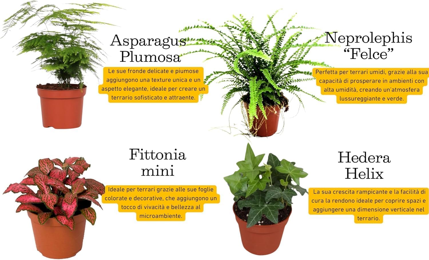 I GIARDINI DI GIULIA - Kit Terrarium Geometrico Fai da Te - Contenitore in Vetro e Ferro con Piantine terriccio e materiali decorativi INCLUSI - I Giardini di Giulia