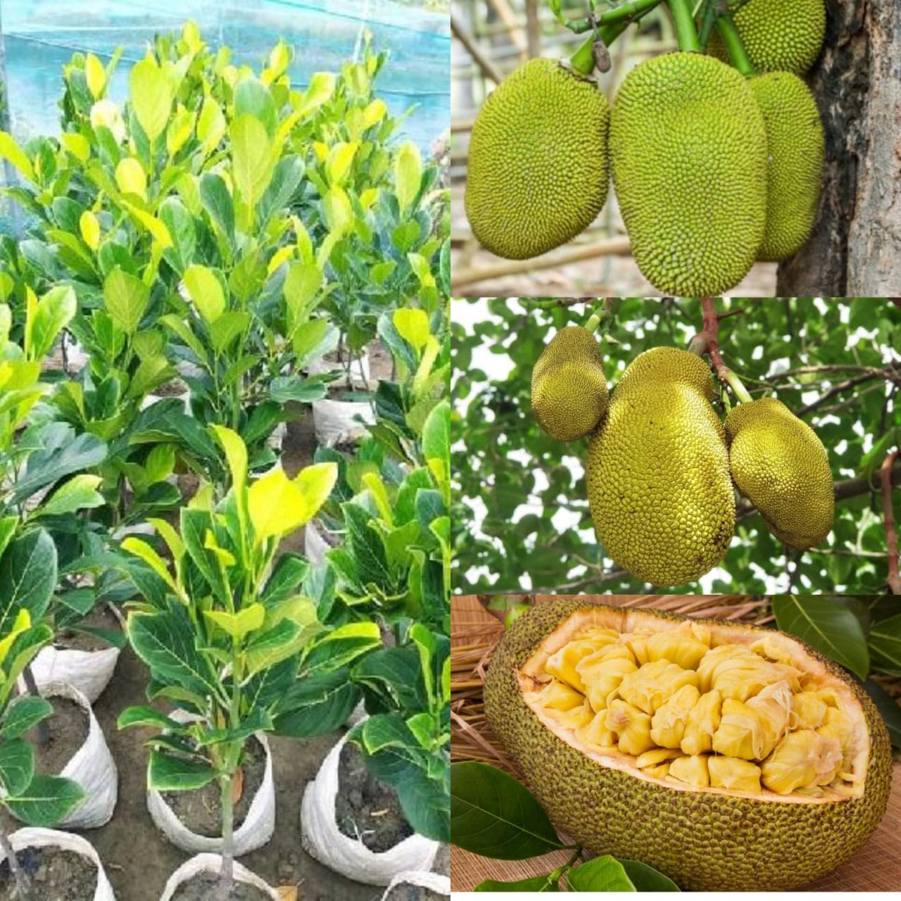 Desi Hybrid Jack Fruit Plant (1.5-2 FT) Height (B0BWRGD1RP) Amazon Price History, Amazon Price Tracker