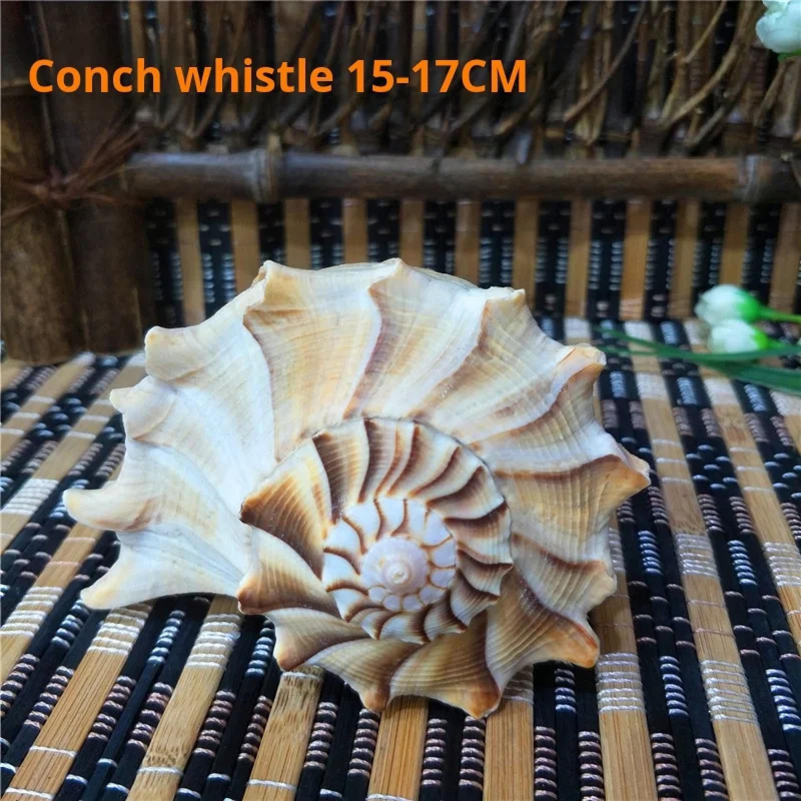 Conchiglie per artigianato, 1 guscio per acquario, paesaggistica, fischietto a conchiglia, decorazioni per finestre, 17-19 cm