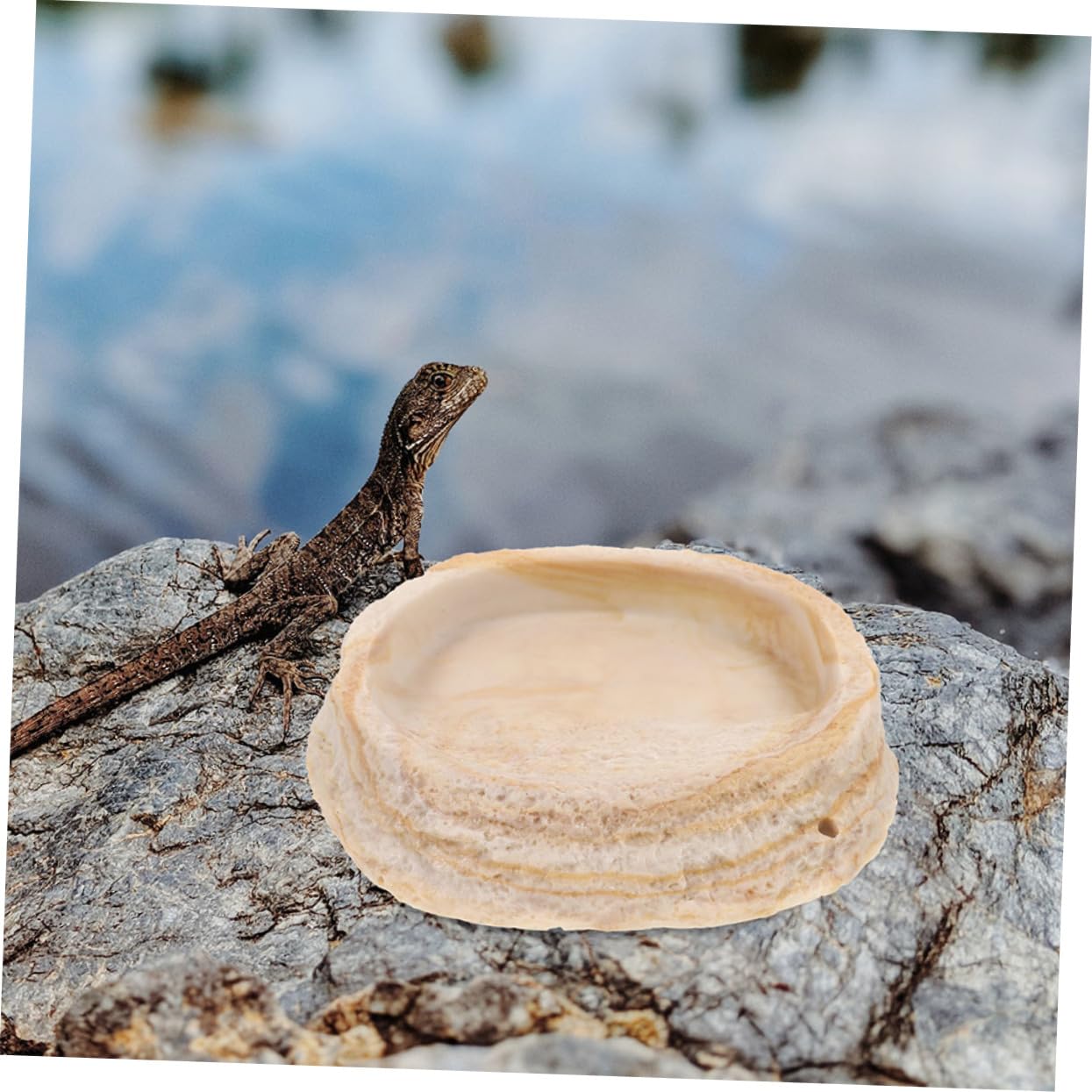 2piezas Tazón De Alimentación para Reptiles Comedero y Bebedero De Resina Diseño De Roca para Terrarios y Hábitats De Reptiles