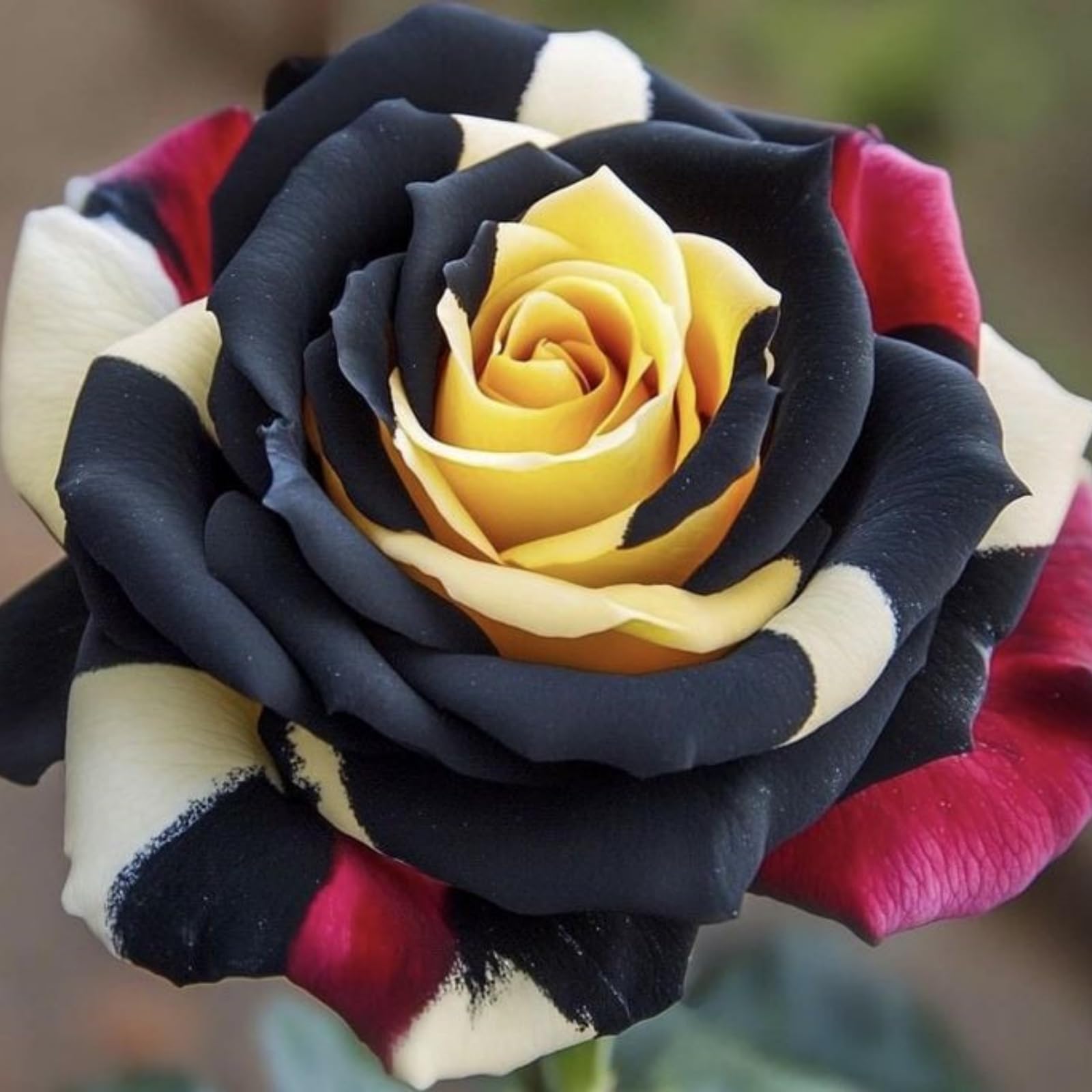 Brilliant Rose Bulbs Perennial Bulk Professional Planting for Stunning Garden Displays-3 Bulbs-D