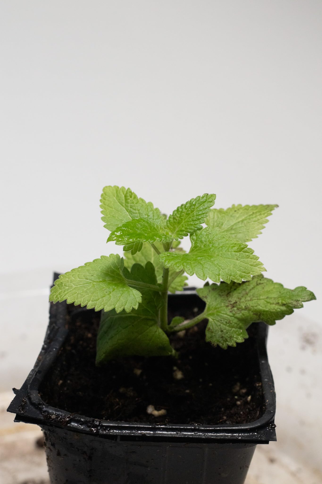 Amazon.com: Catnip Plant (Nepeta cataria) 2.5 inch Pot - Live Plant  Catswort Catwort Catmint Catnip Plant : Pet Supplies