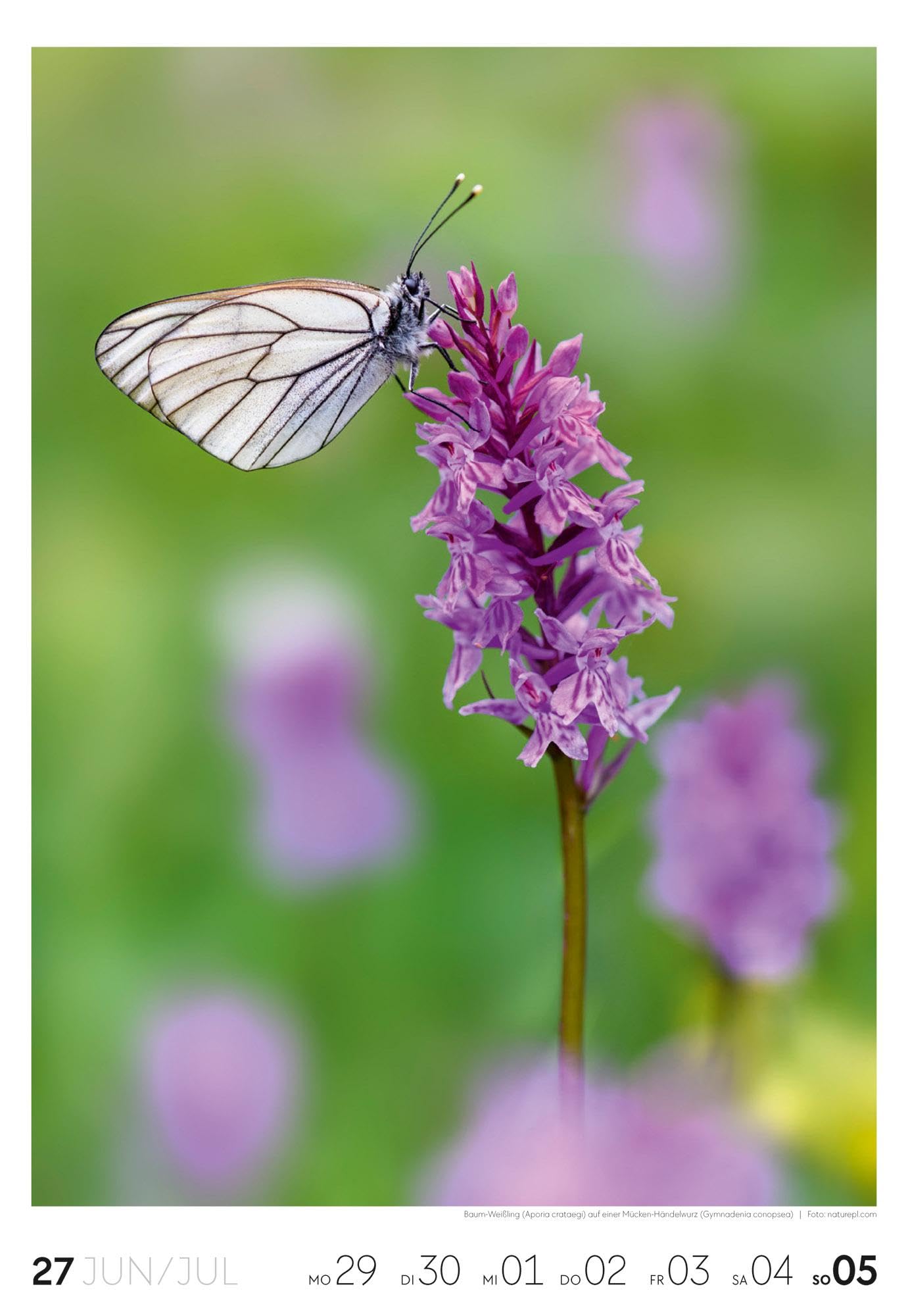 Natur Wochenkalender 2026 | Natur-Kalender mit 53 großformatigen Bildern im Hochformat (29x42 cm) | Heimische Flora und Fauna