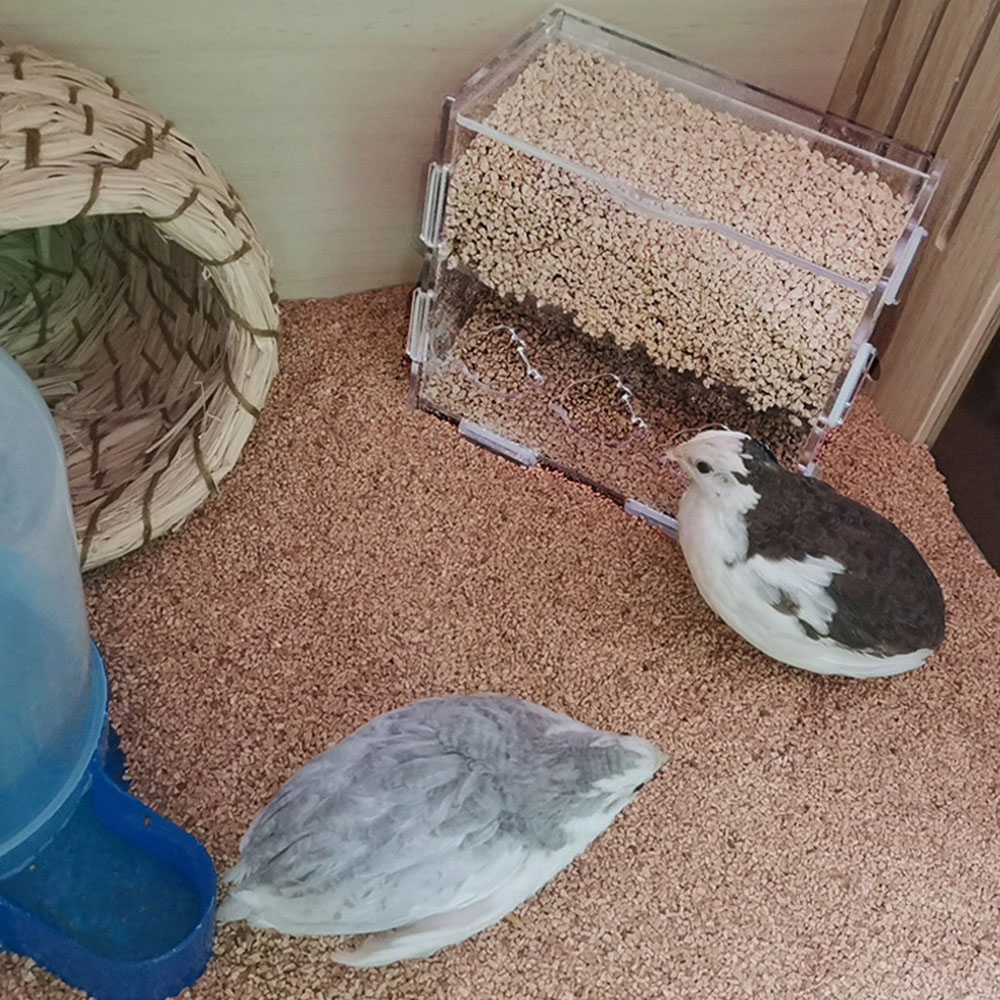 Mangiatoia Automatica Per Pulcini - Acrilico Trasparente Per Uccelli Piccoli - Foto 2