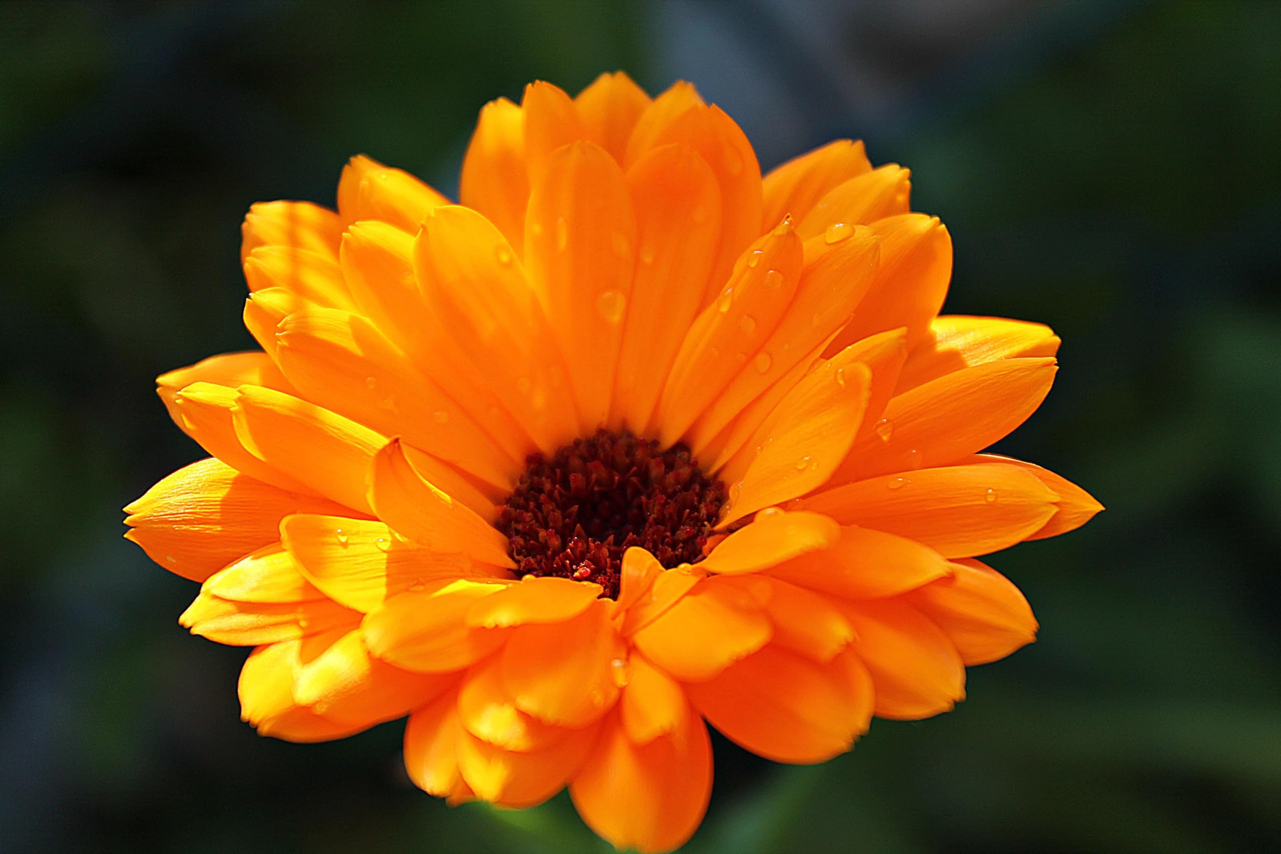 Ringelblumen Mix (Calendula officinalis 'Zuchtform') Samen. ´Mit 7 verschiedenen Sorten´. Heilpflanze (20000 Samen = 140,0g)