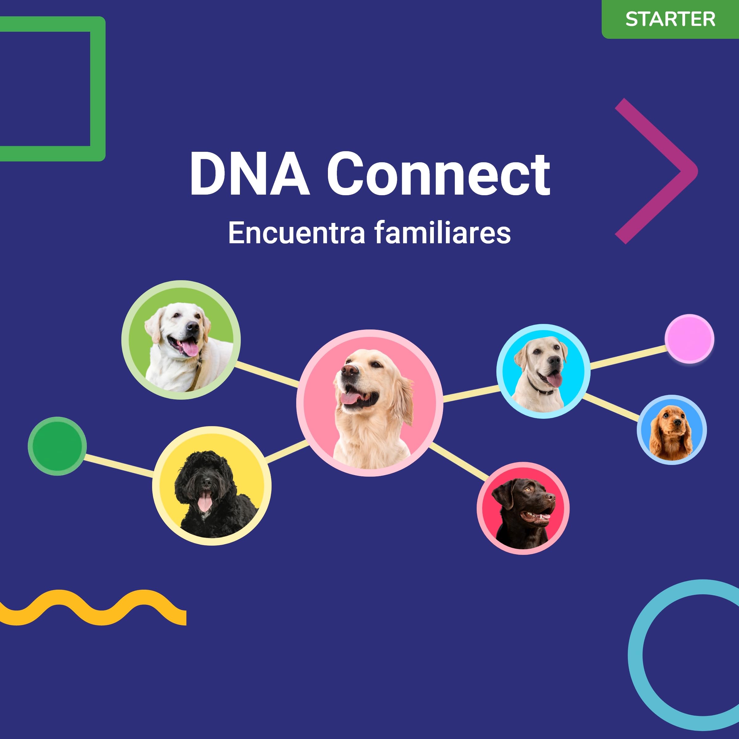 Koko Genetics - Test ADN para Perros Starter (Reportes de Razas y Rasgos) - Actualizaciones sin Coste.