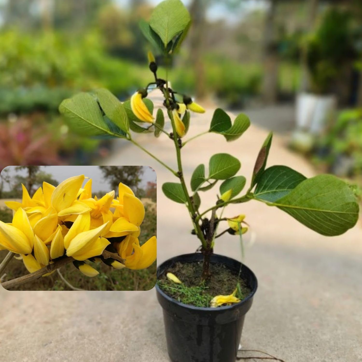 Rare variety Yellow Palash_Holud Palsh_ "Flame of the Forest"_Butea Healthy Live Plant_Bloming After 1 Year