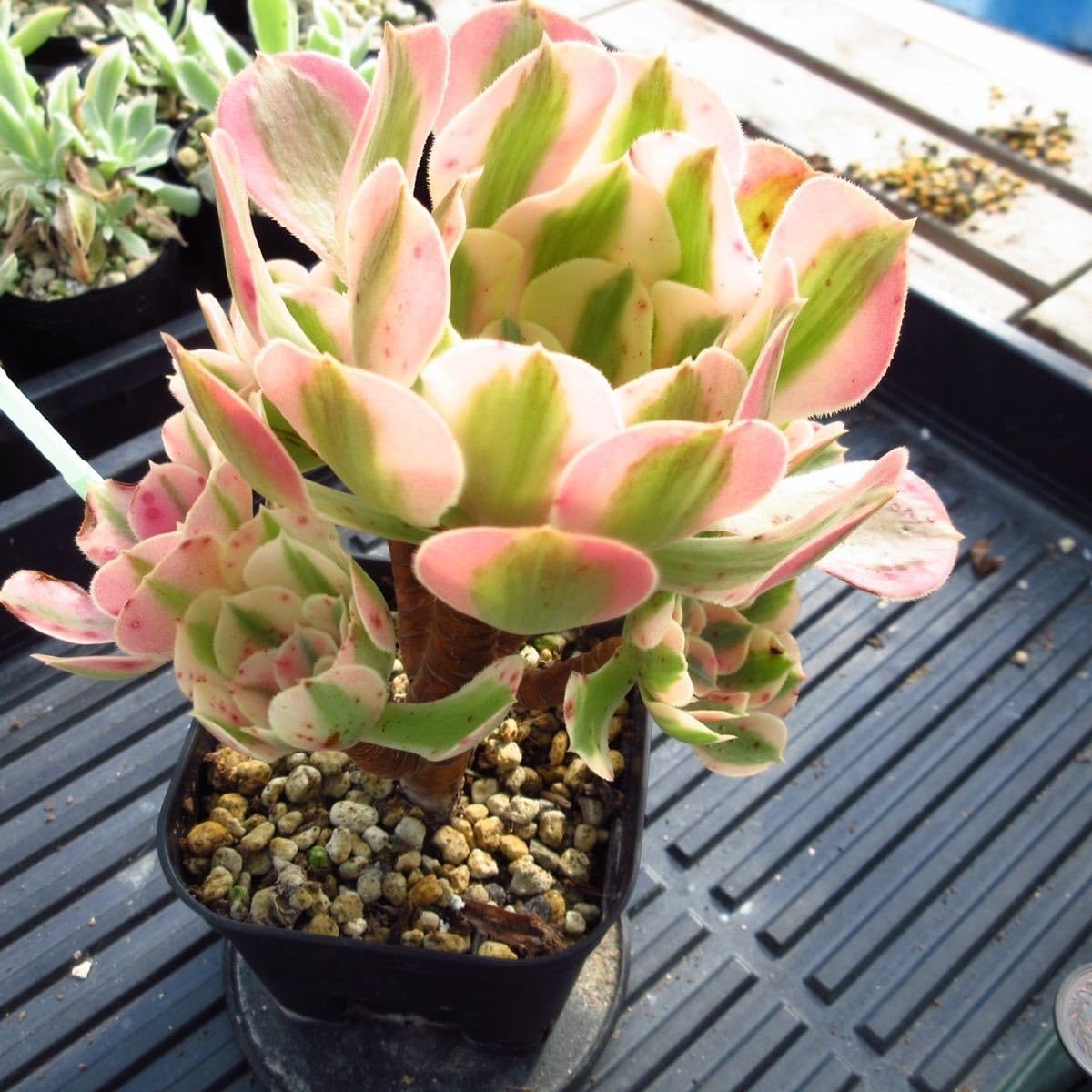 Top【選抜株】多肉植物　26369アエオニウム　ウィッチ　6個　鉢無し/脱土 Amazon.co.jp: ！！多肉植物 アエオニウム ピンクウィッチ 6頭 特大 太