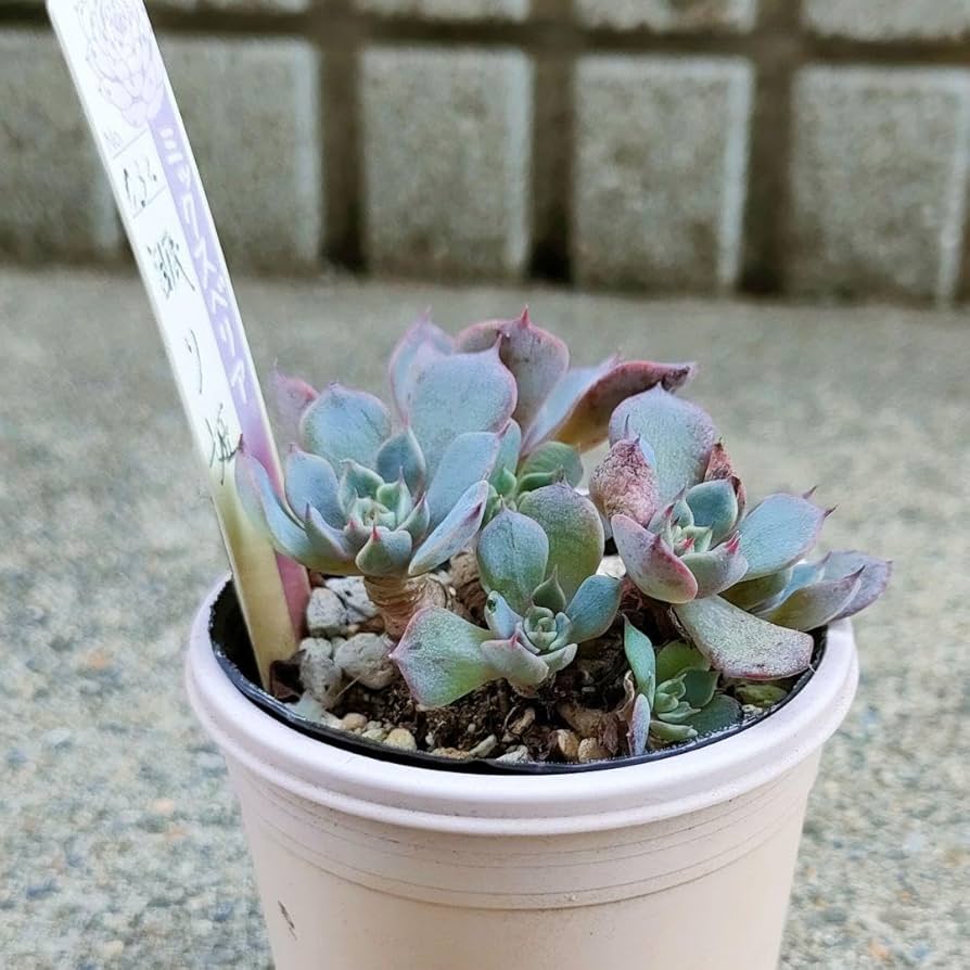 ❤️専用❤️ミックスベリア❤️ピーチック❤️抜き苗♪               札なし 新作ミックスベリア ピーチック | 無職インセクトの多肉&アクアリウム