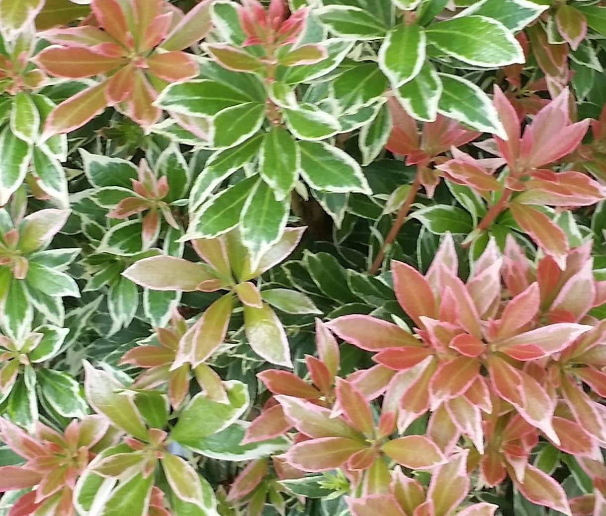 6 Pieris Little Heath Shrubs
