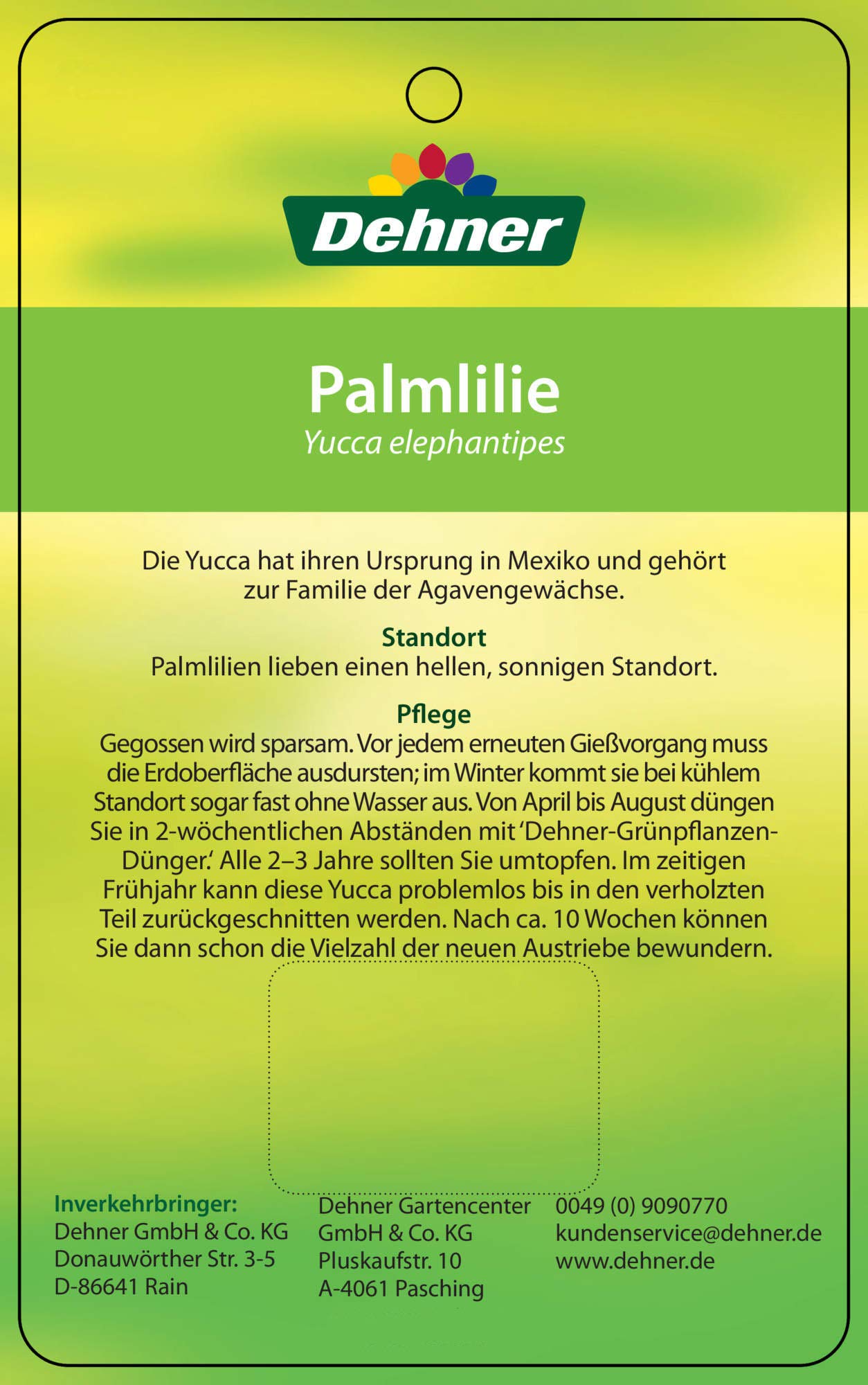 Dehner Yucca-Palme, mehrtriebig, ca. 90-100 cm, Ø Topf 26 cm
