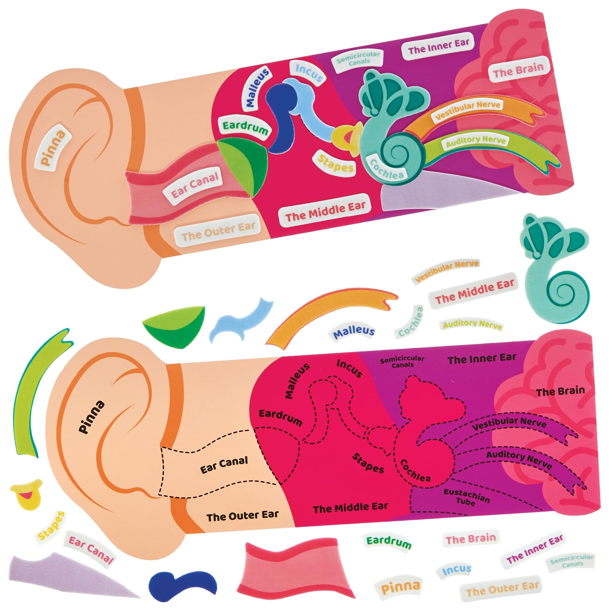 Baker Ross FN456 Human Ear Kits - Pack of 4, STEM, Science, Health and Learning Aids for Kids and Schools