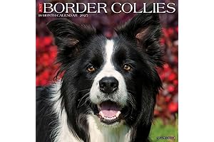 Just Border Collies 2021 Wall Calendar