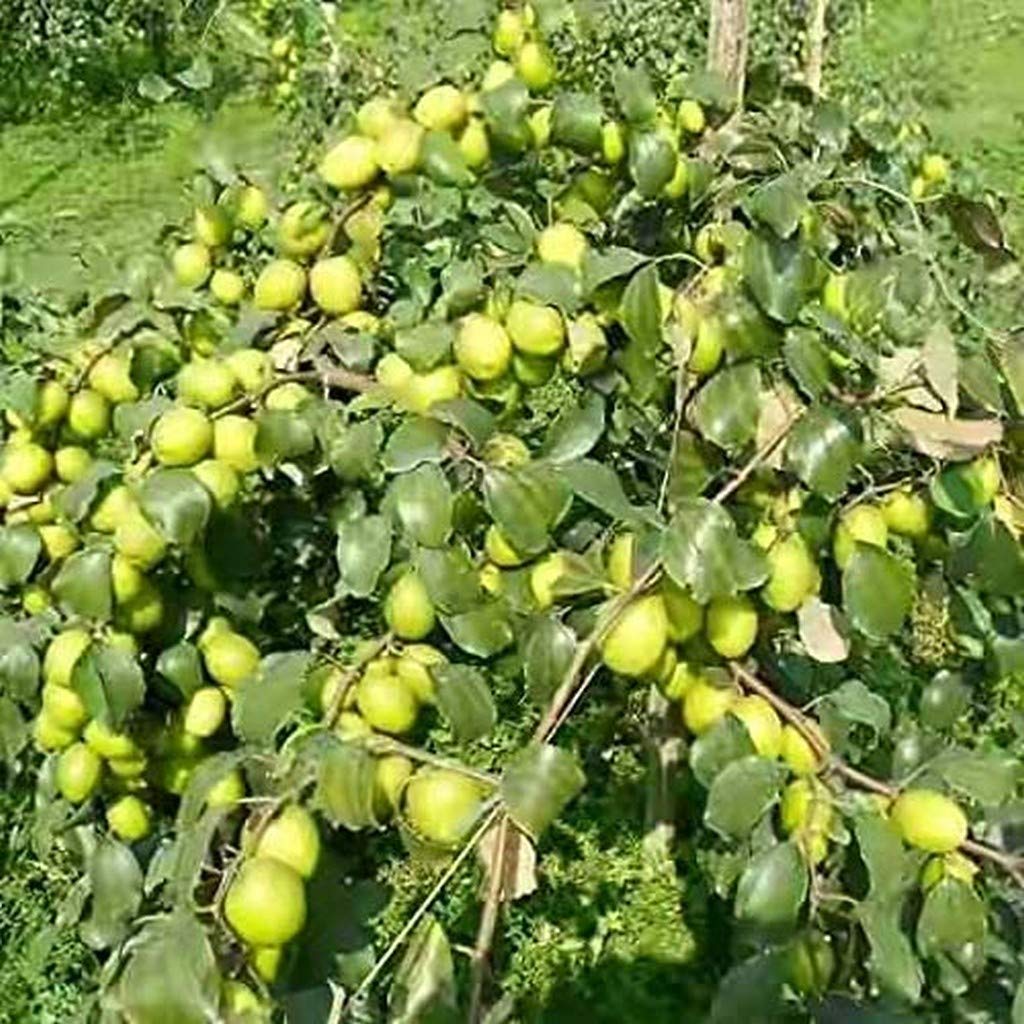 See full amazon price history chart for Creative Farmer Live Ber/Indian Jujube Fruit Grafted Healthy Plant With Pot Creative Farmer Live Ber/Indian Jujube Fruit Grafted Healthy Plant With Pot (B08Q8KVJ9V) Amazon Price History, Amazon Price Tracker