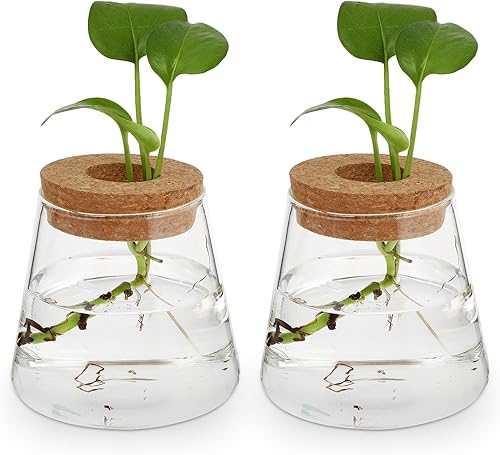 DOITOOL 2 tapones de madera redondos de corcho micro para botella decoración de jarrón de botella soporte de decoración bromelias de flores