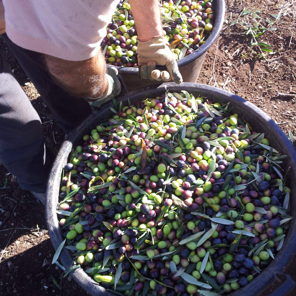 Coltivarti - Bio Olivenöl Extra Vergine Keramikkrug 500ml (Festa) - 5