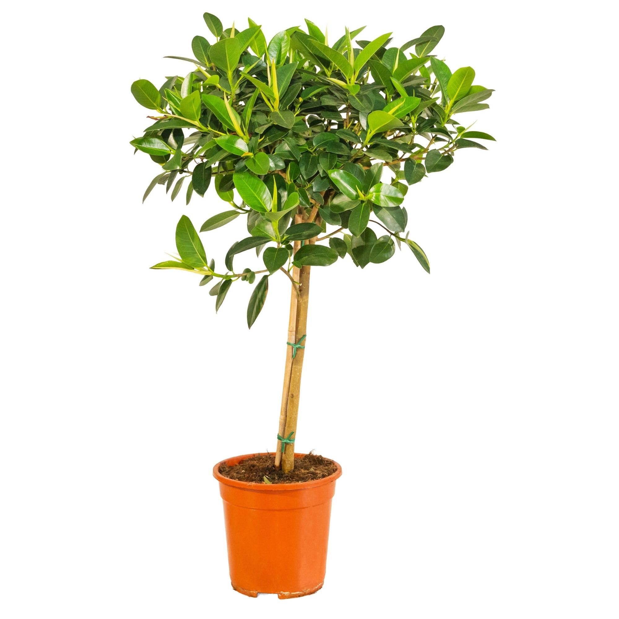 Bonplants Ficus, Alberello Sempreverde, Vaso 21 cm, h 85 cm (Australis)