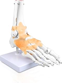 Jackson Global JS00047 Ankle Model, Right Foot with Ligament