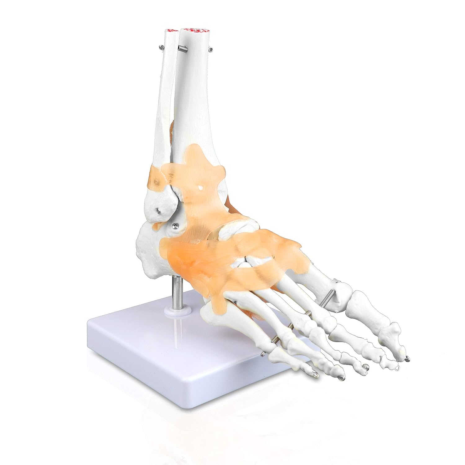 VAJ240 Right Foot and Ankle with Ligaments | Human Hand Skeleton Model